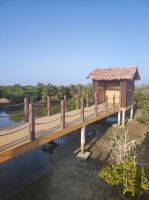 Mangroven Wälder in Katar