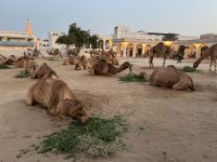 königliche Kamele im Souk Waqif