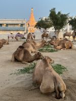 königliche Kamele im Souk Waqif