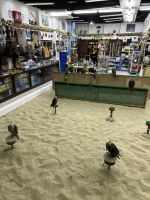 Falkenmarkt im Souk Waqif