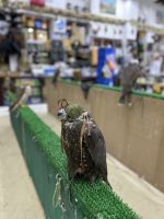 Falkenmarkt im Souk Waqif