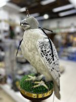 Falkenmarkt im Souk Waqif