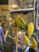 Tiermarkt im Souk Waqif