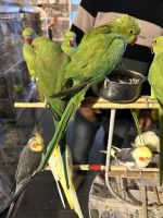 Tiermarkt im Souk Waqif