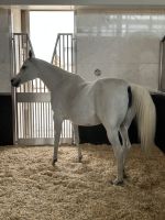 Reitsportzentrum Al Shaqab