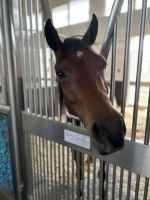 Reitsportzentrum Al Shaqab