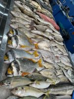 Fischmarkt in Al Khor