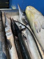 Fischmarkt in Al Khor