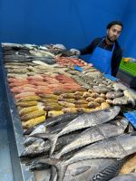 Fischmarkt in Al Khor