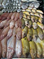 Fischmarkt in Al Khor