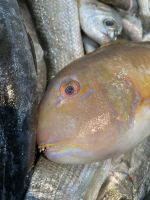 Fischmarkt in Al Khor