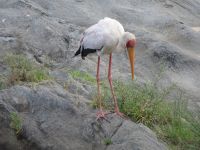 0149  Massai Mara  - Nimmersatt-Storch