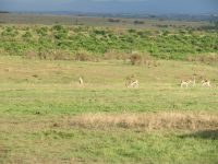 0350 Massai Mara 