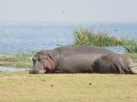 0607 Amboseli Nationalpark - Flusspferde dösen in der Sonne