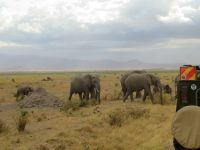 0708 Amboseli Nationalpark -Elefanten