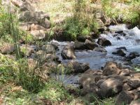 0843 Tsavo-West Nationalpark - Mzima Springs - 