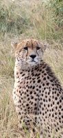 100 Gepardensichtung in der Masai Mara
