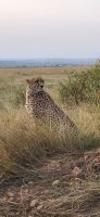 101 Gepardensichtung in der Masai Mara