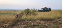 102 Tiere hautnah in der Masai Mara