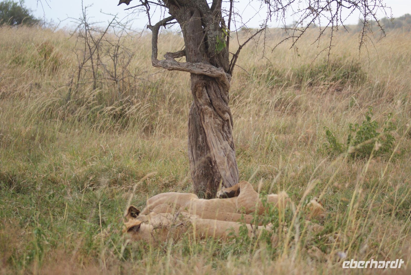 107 Löwensiesta