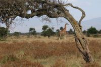 108 Nakuru See Nationalpark