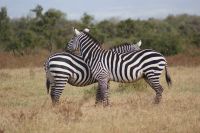 112 Nakuru See Nationalpark