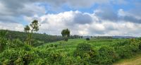 113 Unterwegs durch Kenia