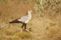 118 Sekretärvogel