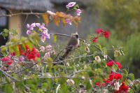 12 Mausvogel Kenia