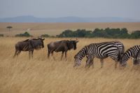 126 Masai Mara
