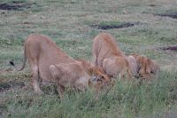 134 Löwen in Ol Pejeta Conservancy