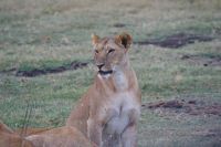 137 Löwen in Ol Pejeta Conservancy