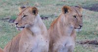 139 Löwen in Ol Pejeta Conservancy