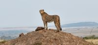 149 Gepard
