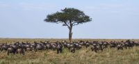 154 endlose Herden Gnus