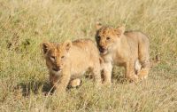 155 Löwenrudel im Ol Pejeta