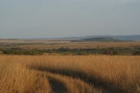 155 Morgenstimmung Masai Mara