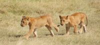 161 Löwenrudel im Ol Pejeta