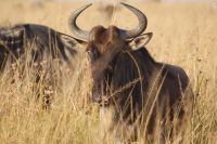162 Gnu