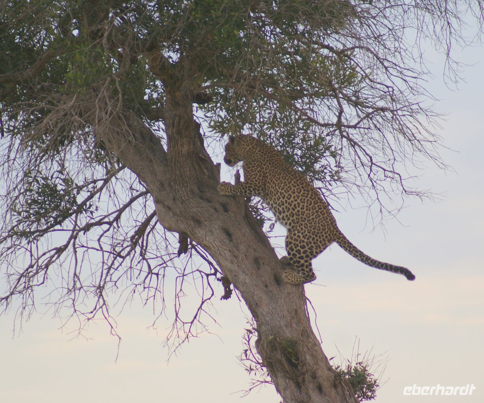 164 Leopard