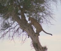164 Leopard