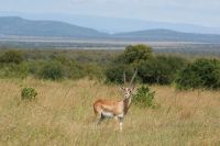 166 Grand Gazelle