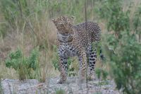 166 Leopard