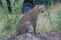 168 Leopard