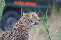 169 Leopard