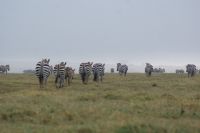17 Zebraherden