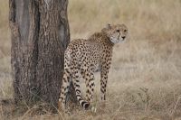 170 Gepard