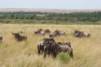 173 Gnus