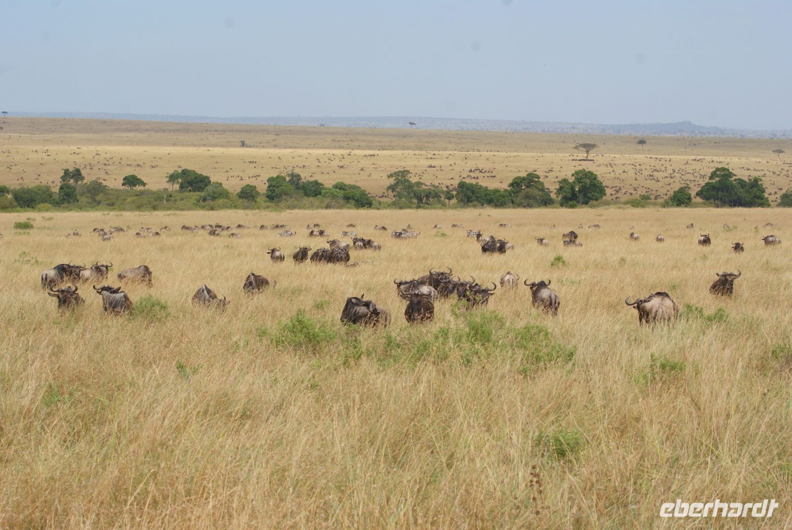 174 Gnus
