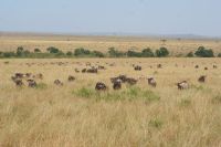 174 Gnus